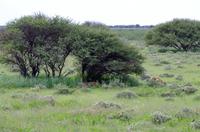 Etosha Nationalpark - Löwen unterm Baum