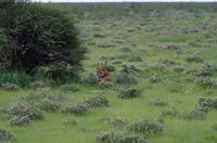 Etosha Nationalpark - Löwen unterm Baum