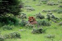 Etosha Nationalpark - Löwen unterm Baum