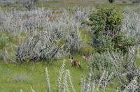 Etosha Nationalpark - 2 Löffelhunde