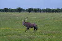 Etosha Nationalpark - lekker Oryx