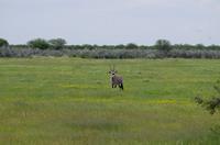 Etosha Nationalpark - Oryxe