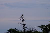 Etosha Nationalpark - Maribu