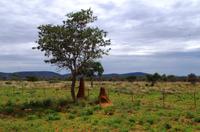 Auf Pad mit Konny - Termitenhügel
