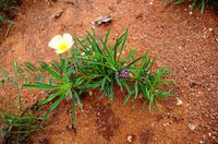 Paradies für Botaniker - es grünt und blüht überall