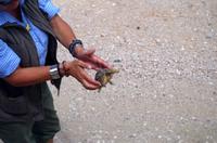 Auf Pad mit Konny - Rettung einer Leopardenschildkröte