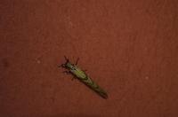 Mount Etjo Lodge - lebendige Wanddeko