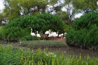 Mount Etjo Lodge - Flamingos