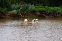 Mount Etjo Lodge - Köpfchen in das Wasser...