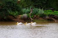 Mount Etjo Lodge - Pelikane