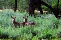 Pirschfahrt - Wasserböcke