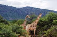 Pirschfahrt - Giraffen