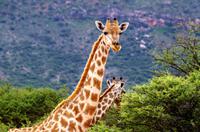 Pirschfahrt - Giraffen