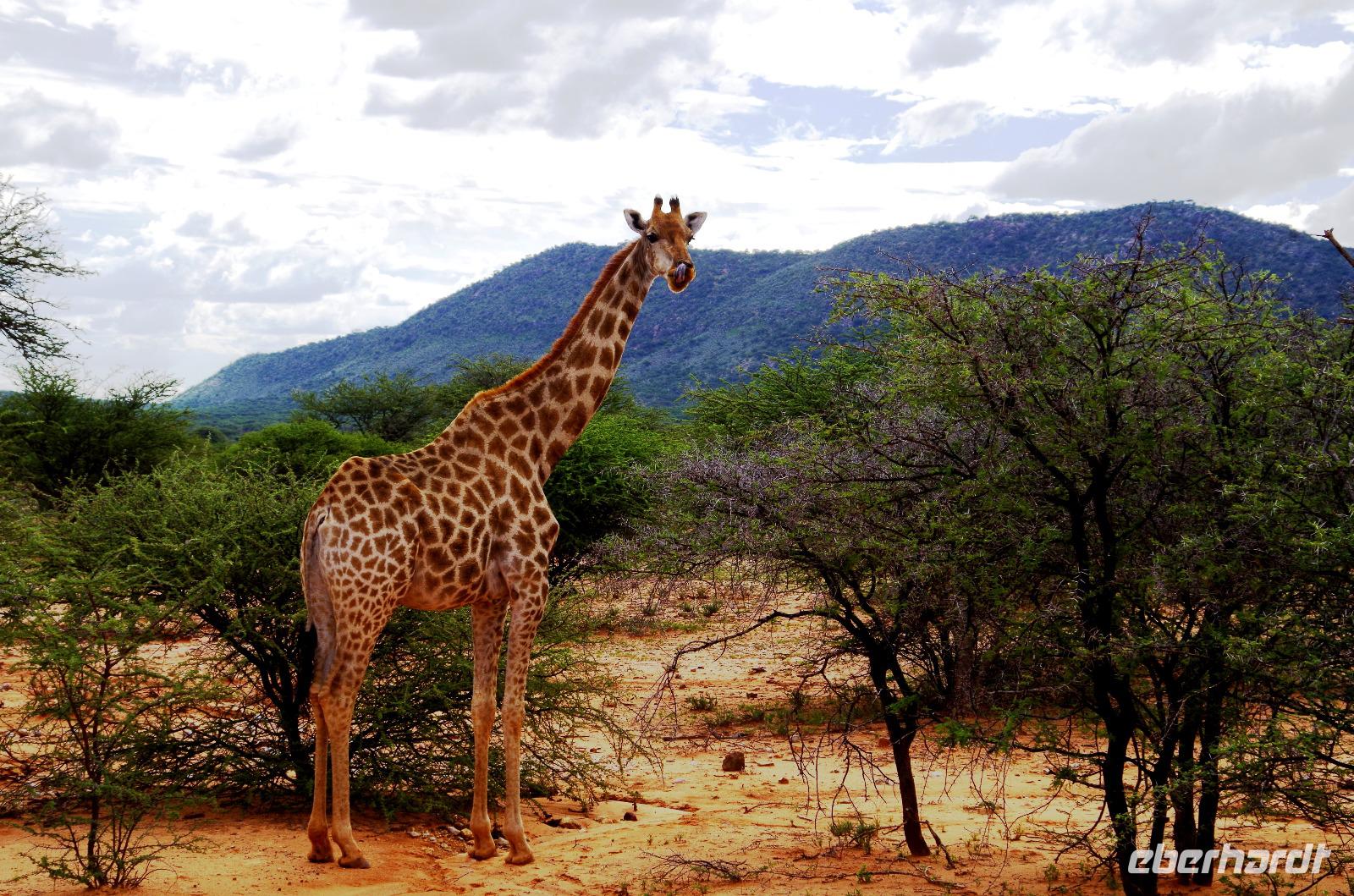 Pirschfahrt - Giraffe