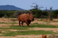 Pirschfahrt - Breitmaulnashorn