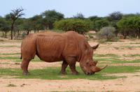 Pirschfahrt - Breitmaulnashorn