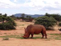 Pirschfahrt - Breitmaulnashorn