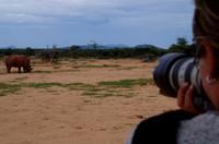 Pirschfahrt - Breitmaulnashorn