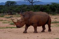 Pirschfahrt - Breitmaulnashorn