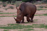 Pirschfahrt - Breitmaulnashorn