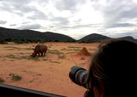 Pirschfahrt - Breitmaulnashorn