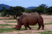 Pirschfahrt - Breitmaulnashorn