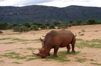 Pirschfahrt - Breitmaulnashorn