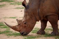 Pirschfahrt - Breitmaulnashorn