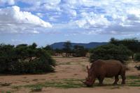 Pirschfahrt - Breitmaulnashorn