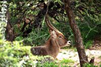 Pirschfahrt - Wasserbock