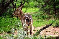 Pirschfahrt - Wasserbock