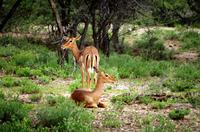 Pirschfahrt - Impalas