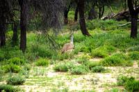Pirschfahrt - Riesentrappe
