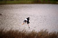 Pirschfahrt - Sattelstorch