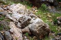 Pirschfahrt - Klippschliefer