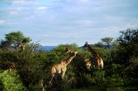 Pirschfahrt  - noch mehr Giraffen