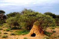 Pirschfahrt  - Erdferkelhöhle