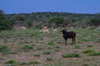 Pirschfahrt - Weißschwanzgnu