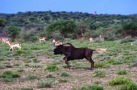 Pirschfahrt - Weißschwanzgnu