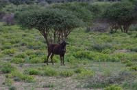 Pirschfahrt - Weißschwanzgnu