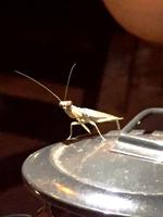 Mount Etjo Lodge - Abendessen