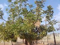 In einem Satz geht's hoch hinaus auf den Baum