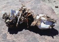 Kreislauf des Lebens