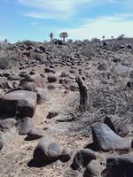 Nicht nach hinten kippen, kleiner Klippschliefer!