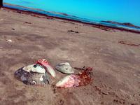 Ja, das ist Kunst. Und: Nein, das kann nicht weg ;)