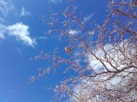 Hier hängt unsere gestrige Tischdeko!