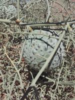 Auch in der unwirtlichsten Gegend finden sich perfekt angepasste Bewohner: Die Narapflanze ist eine wahre Wunderfrucht!