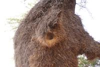 Webervogelnester (2)