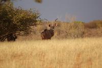 Kudu Bock