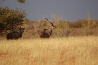 Kudu Paar